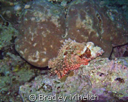 Here is a stonefish sitting off of maeda point in Okinawa by Bradley Mihelich 